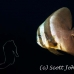 batfish_longfin_jk_h_0705_png0637.jpg